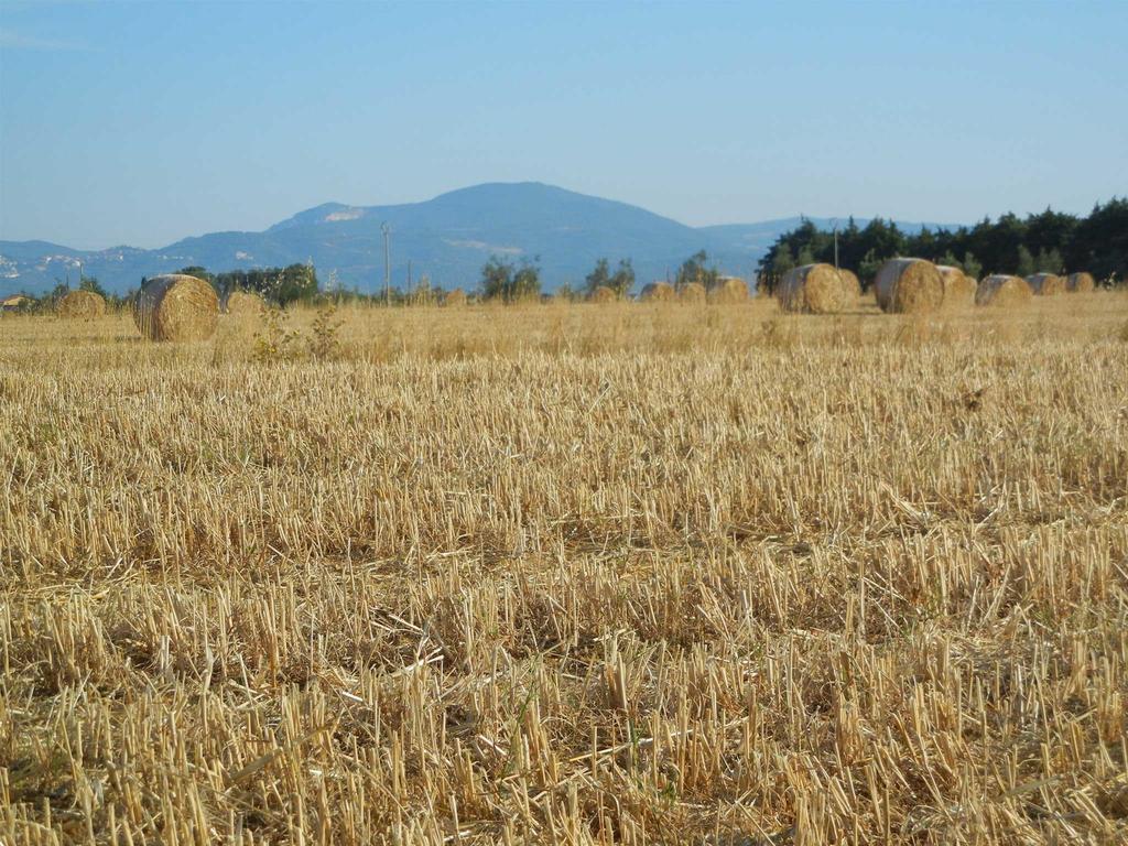 Azienda Agrituristica Le Betulle Riotorto Ngoại thất bức ảnh